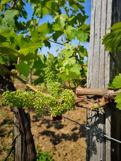 Вилла L Escale Des Vignes Gite Proche Saint Emilion Chateau Beynat Экстерьер фото